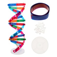 DNA-Doppelhelix-Strukturmodell