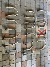 Abwurfstangen vom Rothirsch