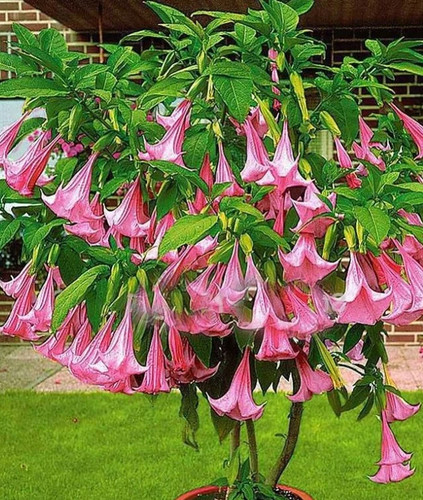 Samen brugmansia rosa - 25,