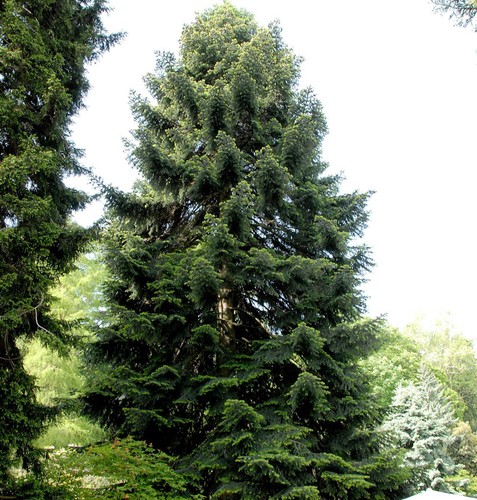 Nordmannstanne 80cm abies - 60-80cm,