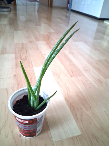 Echte aloe vera - echte, pflanze