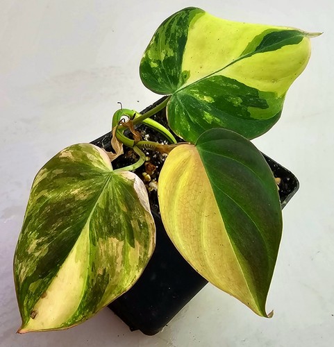Philodendron micans variegata - philodendron,