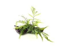 Kongofarn Bolbitis heudelotii auf Mangrovenholz in Dennerle-Plants-Qualität