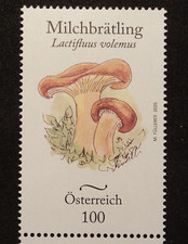 ÖSTERREICH -  Heimische Pilze: Milchbrätling  2025**