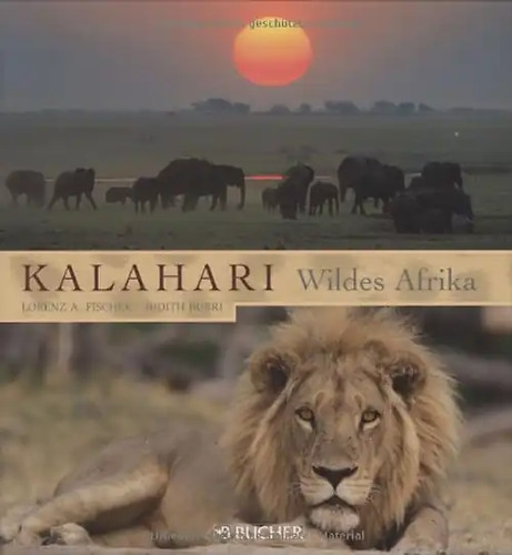 Kalahari wildes afrika - wildes,