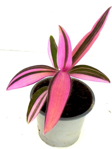 Tradescantia pallida variegata - tradescantia,