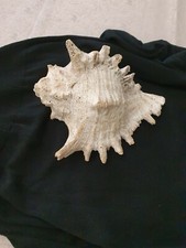 Riesenmuschel Meeresschnecke