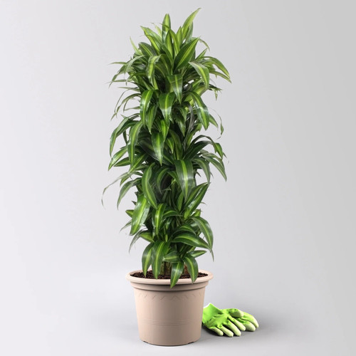 Drachenbaum hawaiian - drachenbaum, 'hawaiian