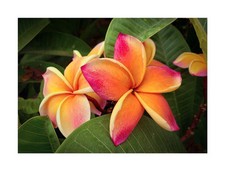 3x Plumeria Jupiter Frangipani