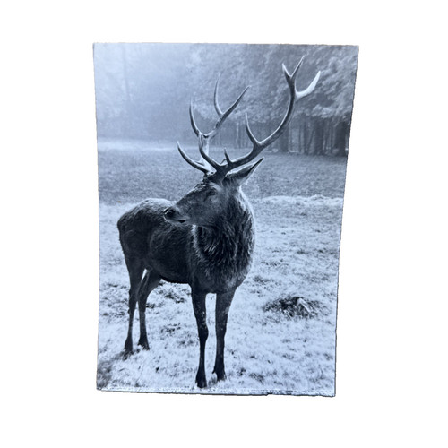 Postkarte dresden - postkarte, ak