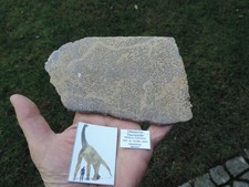 Sauropode Atlasaurus aus dem