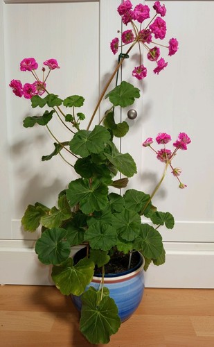 Pelargonie geranie - pelargonie,