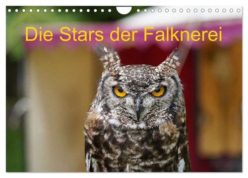 Die stars der falknerei - stars,