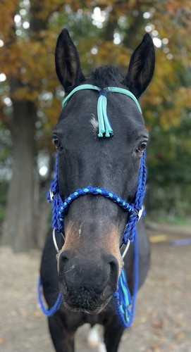 Showtrense arabertrense - showtrense,,