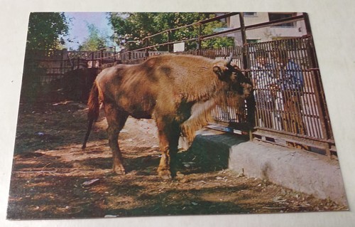 Alte 80er jahre wisent - 80er, zoo