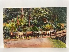 Holzfällung Mit Ochsen Edward