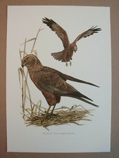 Rohrweihe – Circus