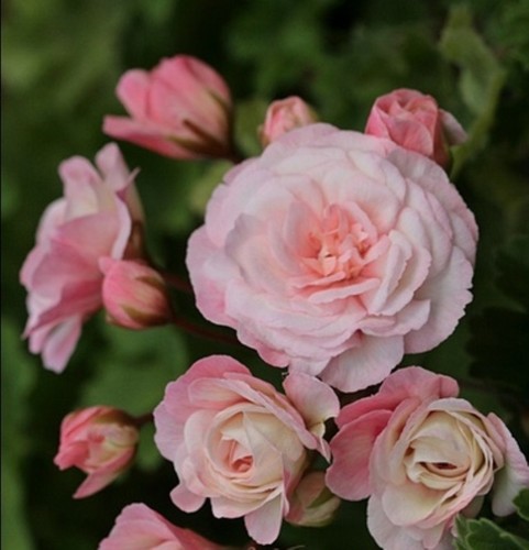 Pelargonie jungpflanze leona - jungpflanze,