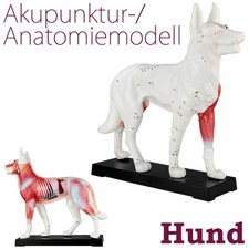 Akupunktur Anatomie Figur TCM