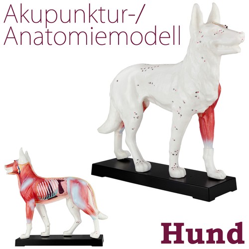 Akupunktur anatomie figur - figur, tcm