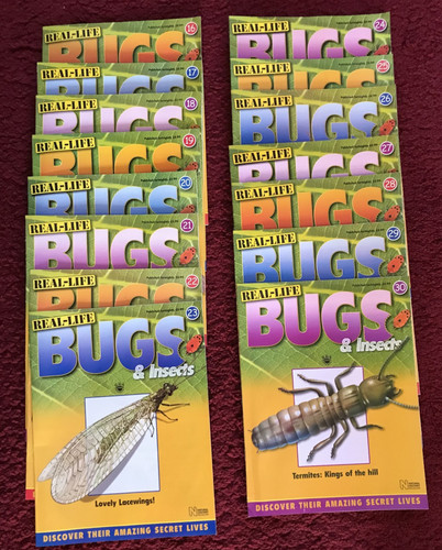 Real life bugs - bugs, insects