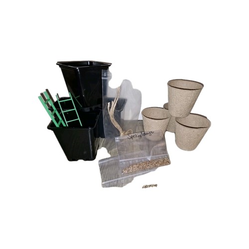 Hanf cannabis anzucht set - hanf,