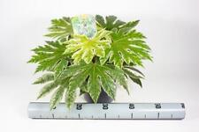 Fatsia japonica Spiderweb -