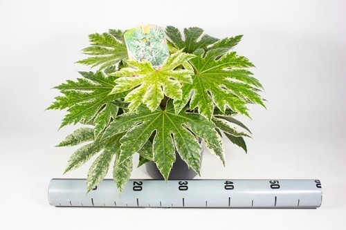 Fatsia japonica spiderweb - japonica,