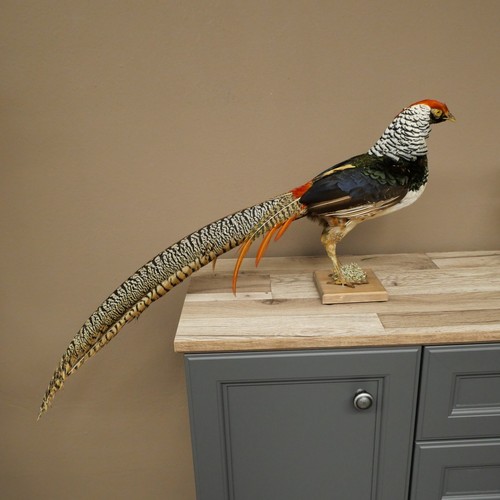 Diamantfasan vogel - diamantfasan,