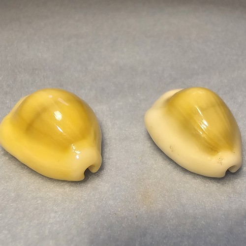 Cypraea monetaria moneta - cypraea,