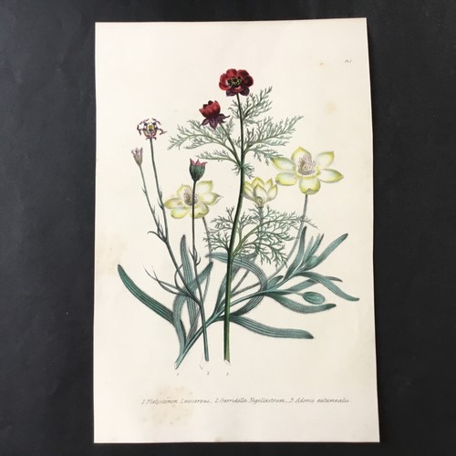 Gravur botanischer - jh.,