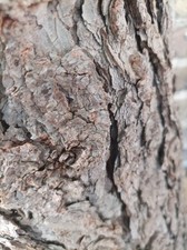 Baumrinde Kiefer Borke Deko