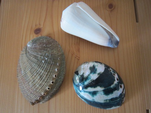 Abalone muschel versch - 2,