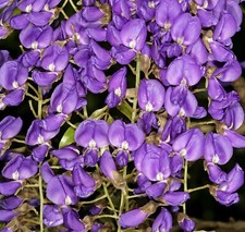 SAMEN KLETTERPFLANZE