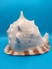 CASSIS CORNUTA SEASHELL