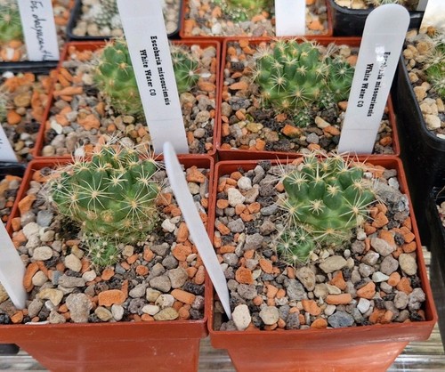 Escobaria missouriensis