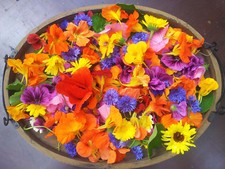 Fleißiges Lieschen Mix (Samen) Impatiens walleriana, bunt, Blüten essbar, Topf, 