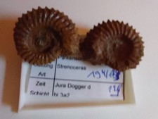 Ammonit  2 x Strenoceras   je 29 mm,  Edelsfeld  Bayern , Obpfl,  dogger d