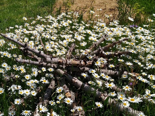 Wiesenmargerite leucanthemum - wiesenmargerite, (leucanthemum