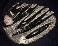 Platte versteinerte orthocone