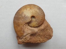 Oxycerites limosus dogger - oxycerites,