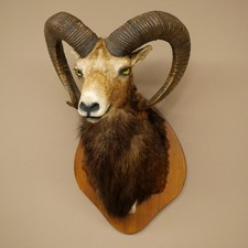 Mufflon (Ovis gmelini musimon)