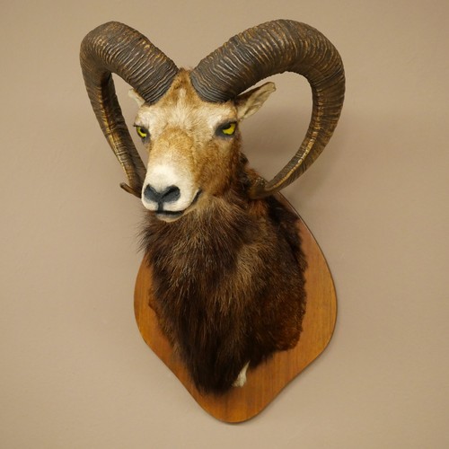 Mufflon - gmelini, musimon)