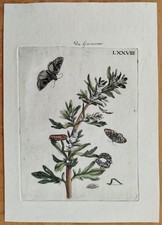 Maria Sibylla Merian