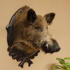 Wildschwein Europäischer