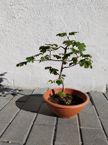 Bonsai feldahorn yamadori - feldahorn,