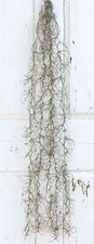 artplants Textil Tillandsia