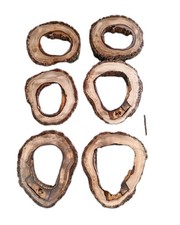 Hohle Nussbaum Baumscheibe ca