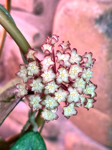 Hoya finlaysonii classic young - finlaysonii,