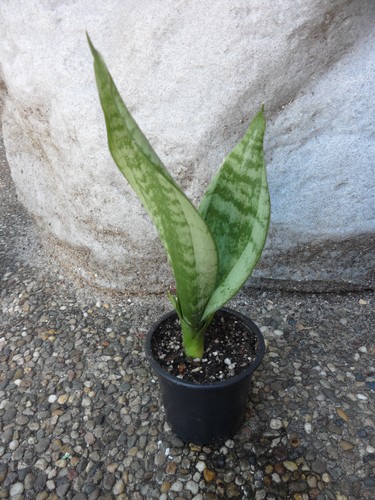 Sansevieria trifasciata